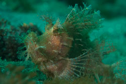 BD-161029-Alor-3600-Rhinopias-frondosa-(Günther.-1892)-[Weedy-scorpionfish].jpg